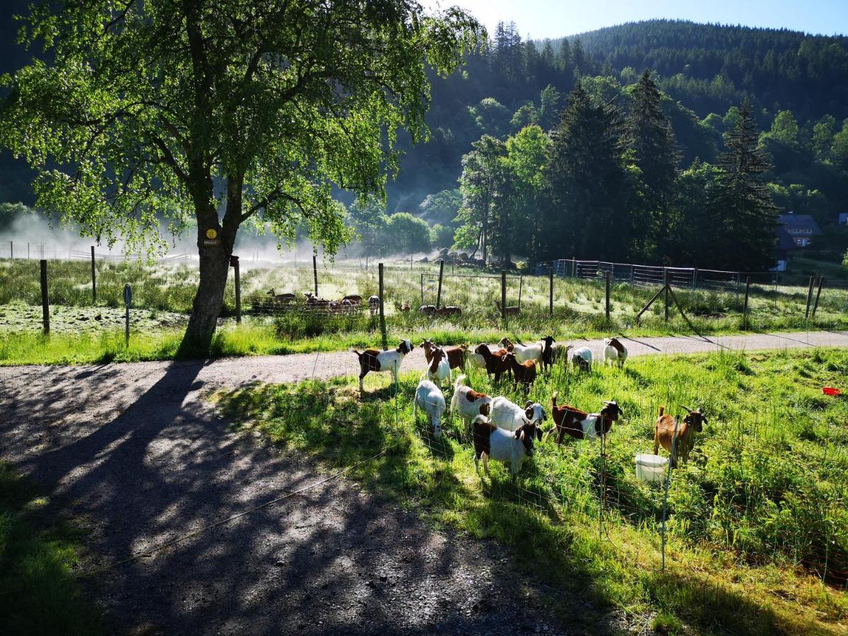 B1 Albmatte-Fewo Sauna, Hallenbad Aussenbecken Massagen Nebenan Менценшванд Екстер'єр фото